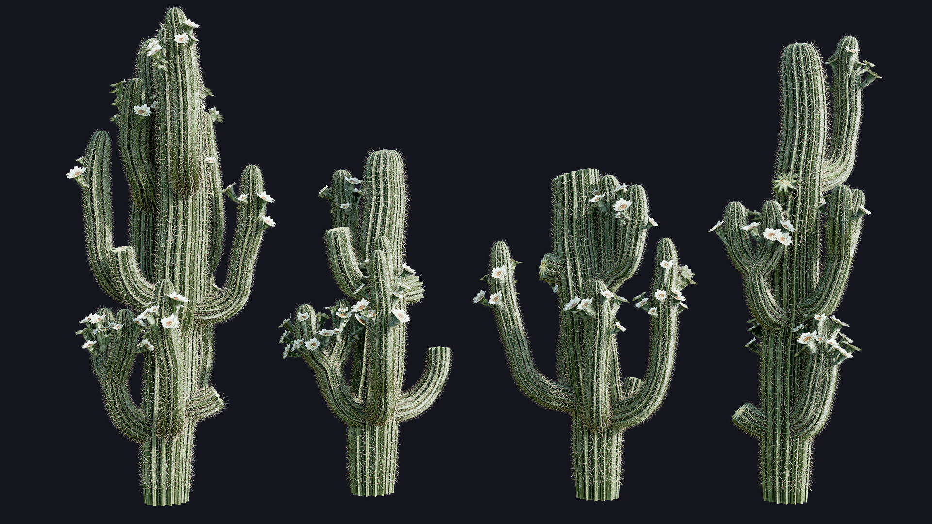 Cactus preview
